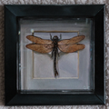 Little Dragonfly - Original Oil Painting